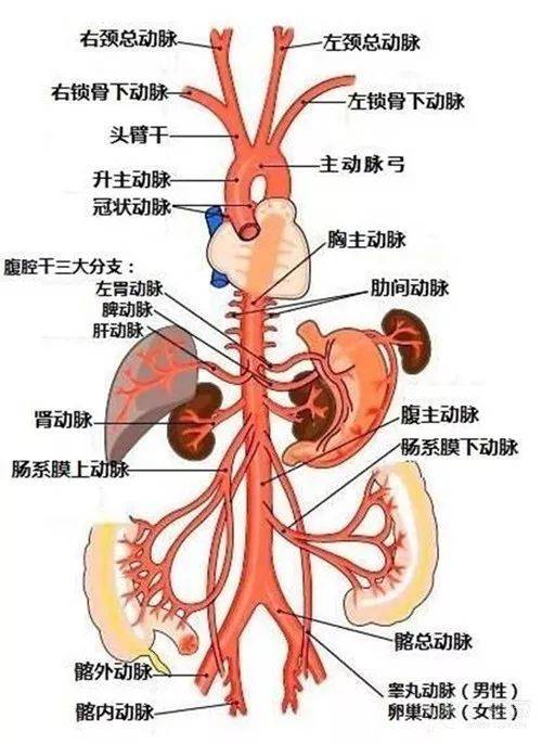 腹主动脉的最新研究进展