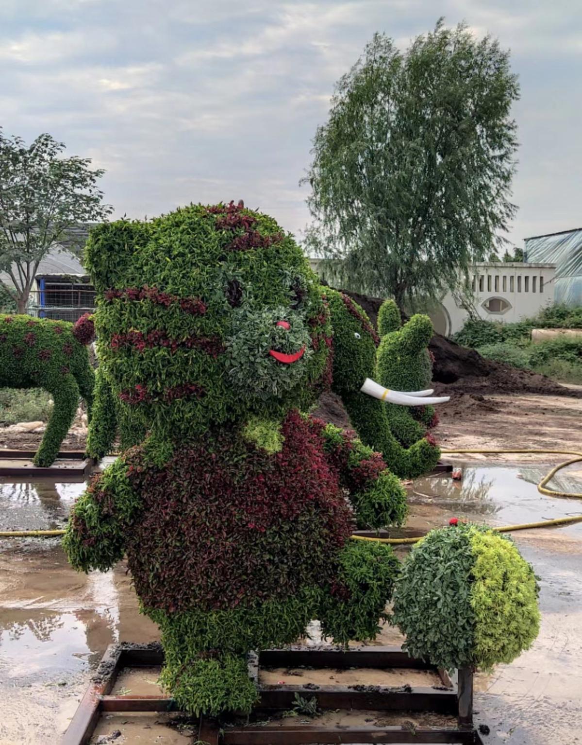 五色草最新动态与应用前景